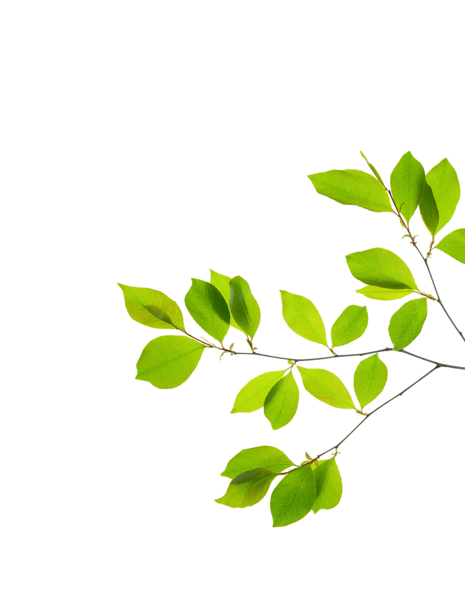 green-branch-bg-overlay